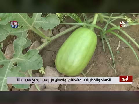 الكساد والفطريات.. مشكلتان تواجهان مزارعي البطيخ في الدلتا