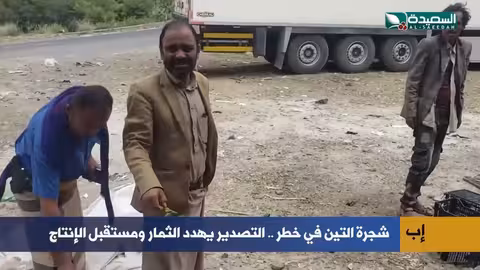 تدهور إنتاج التين في إب بسبب التصدير.