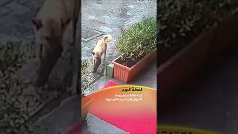 كلبة تنقذ جروها