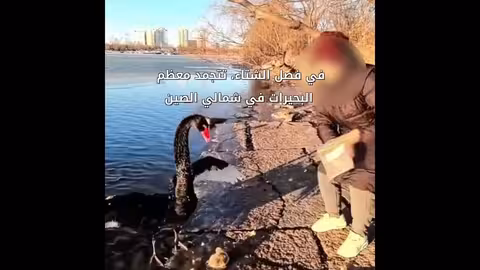 إنقاذ فرخي بجعة في شمالي الصين