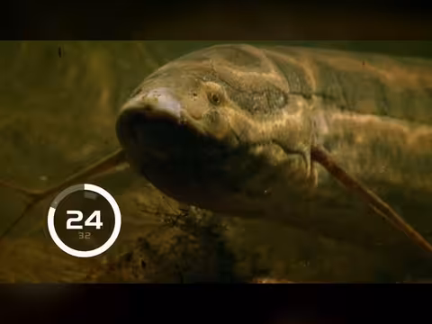 الحيوانات المفترسة: غريزة البقاء في القارة الإفريقية