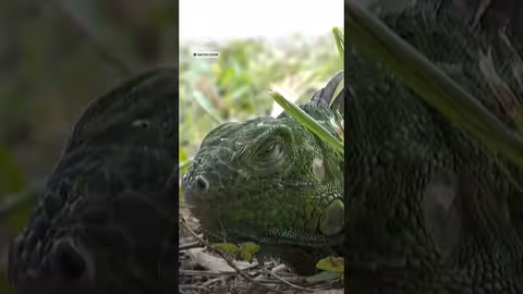 برد فلوريدا يجمد الإغوانا و السلطات تجمع المئات منها