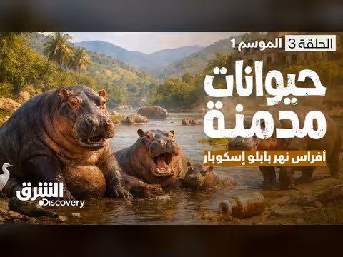 أفراس نهر بابلو إسكوبار