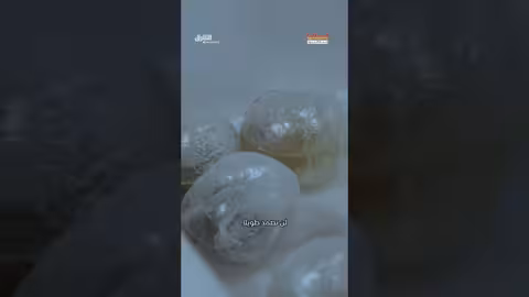 مصادرة أسماك مقاتلة ممنوعة من الدومينيكان في إسبانيا