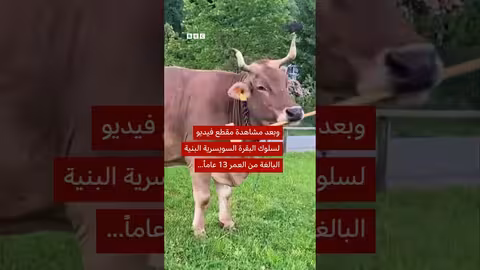 بقرة فيرونيكا تُفاجئ العلماء باستخدام الأدوات