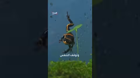 اتهامات أوروبية لروسيا باستخدام سم قاتل في وفاة نافالني