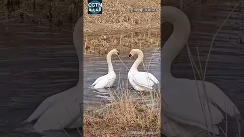 رقصة البجع الأبكم تخطف الأنفاس