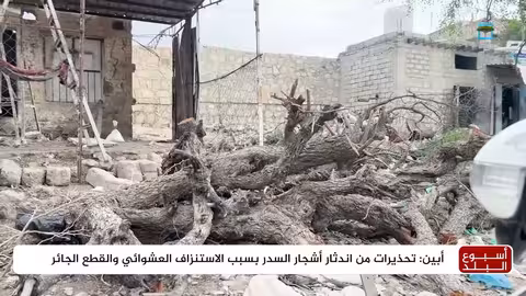 تحذيرات من اندثار أشجار السدر في أبين بسبب القطع الجائر