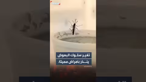 علماء يحذرون من تغير سلوك البعوض في البرازيل