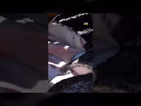 سر تحضير لحم قرش جرينلاند عند الفايكنج