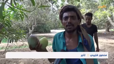 تراجع محصول المانجو في أبين بسبب التغير المناخي وتأخر الأمطار