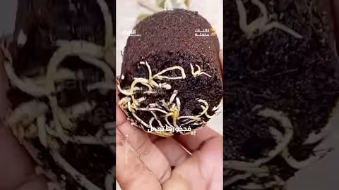 الوقود الحيوي: مصدر استراتيجي للطاقة