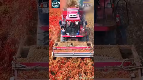 شينجيانغ: حصاد وفير للفلفل الأحمر بقيمة 2. 2 مليار يوان