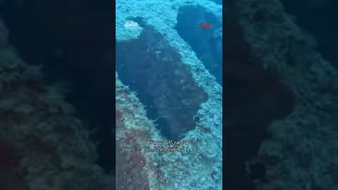 قرش يقطع طريقهم