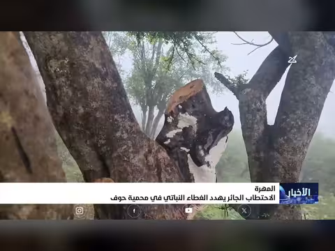 الاحتطاب الجائر يهدد الغطاء النباتي في محمية حوف