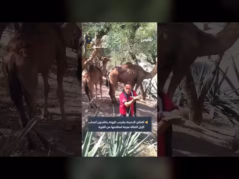 تعز: أهالي الدمينة يناشدون أصحاب الإبل الضالة لاستعادتها