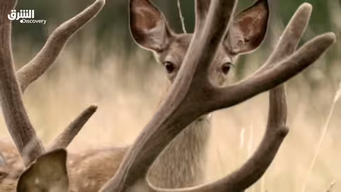 الغزال: رحلة حياة في البرية - الشرق ديسكفري