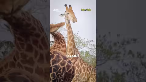 الزرافة ليست مصدر رعب