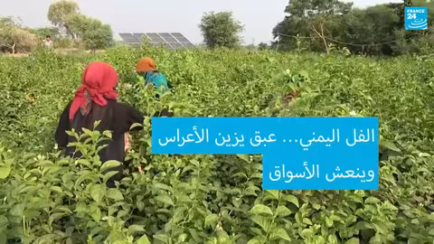 اليمن: زراعة الفل تساهم في دعم الاقتصاد المحلي