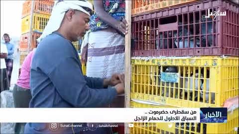 من سقطرى إلى حضرموت السباق الأطول للحمام الزاجل