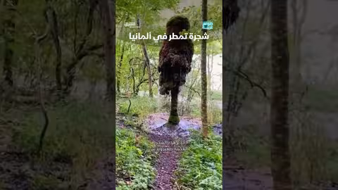 شجرة الواقع: تاريخ وثني وعجائب بيولوجية