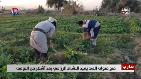 مارب: فتح قنوات السد يعيد الأمل للزراعة بعد أشهر من الجفاف