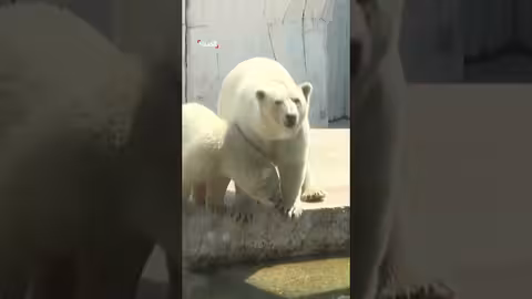 حديقة حيوان ألمانية تقدم طعاماً مجمدًا للحيوانات لمواجهة الحرارة