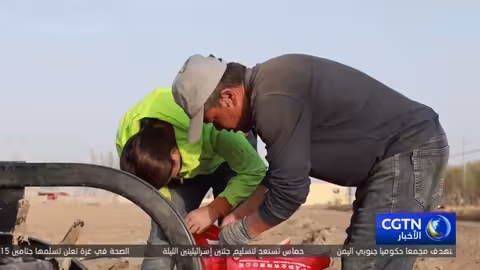 تطور زراعة القطن في شايا: تقنيات حديثة لزيادة الإنتاج والدخل