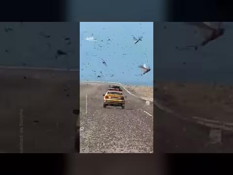 سيارات تواجه أسراب جراد هائلة في الصحراء