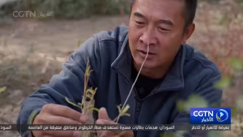 جيلان يحميان غابات الحور في صحراء شينجيانغ الصينية