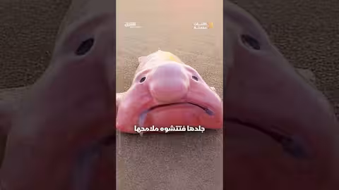 السمكة الأبشع في العالم