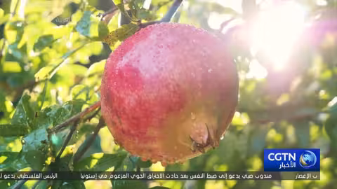 شينجيانغ: احتفال بالذكرى السبعين وتعزيز التبادل الثقافي