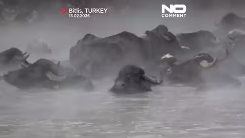 تركيا: جاموس الماء يستمتع بالينابيع الحارة في بتليس