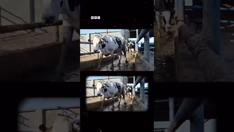 ليبيا: وفاة وإصابات بمرض الركيتسيا... وكيفية الوقاية