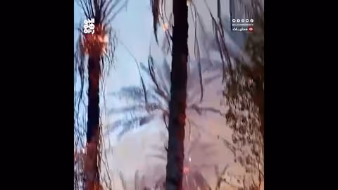 حريق هائل يلتهم 150 شجرة نخيل في حضرموت