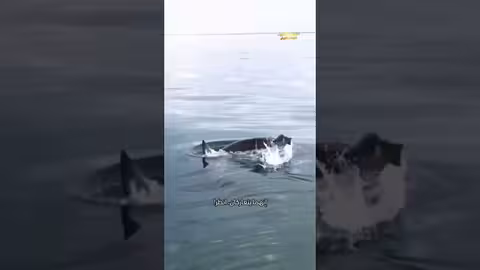 مقطع لقرش يفترس دلفيناً