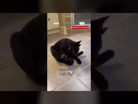 قط أسود بأربع آذان وذيل ملتف يجذب انتباه رواد السوشيال ميديا