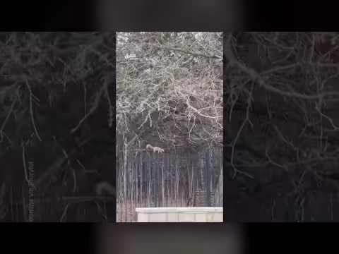 سنجاب يتسلل بمهارة