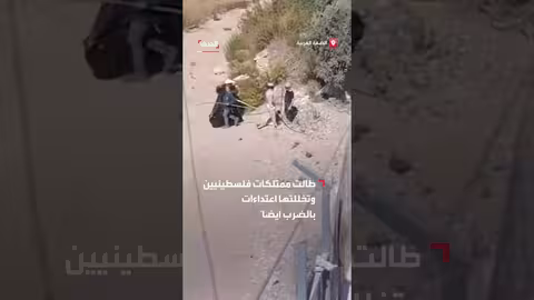 مستوطنون يسرقون ثمار الزيتون من أراضي بورين جنوب نابلس