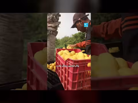 المنع الغالونات يربك المزارعين والمقاولين