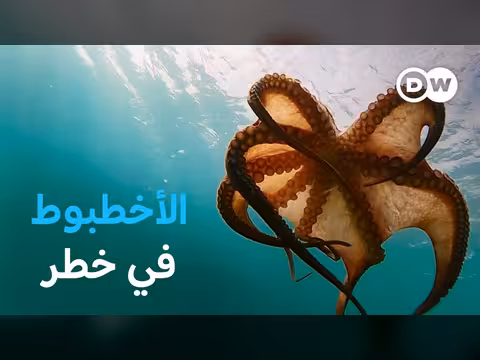 الأخطبوط مهدد بالانقراض