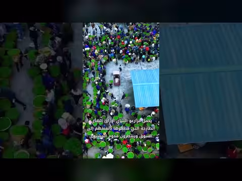 سوق شاي الربيع في سيتشوان يشهد حركة نشطة