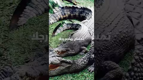 صراع الإنسان والتمساح في فلوريدا: مواجهة مثيرة