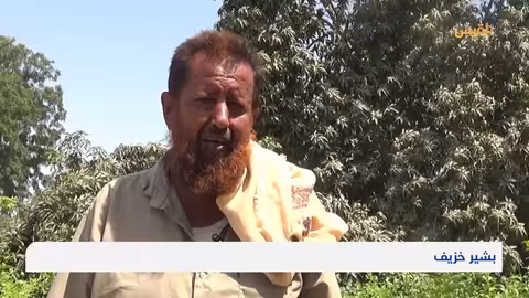 وفرة مانجو لحج تواجه تحديات تسويقية ومائية