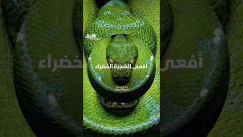 أفعى الشجرة الخضراء: تكيفها ودورها في النظام البيئي