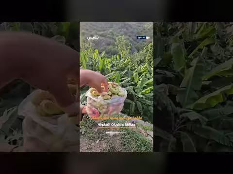 فاكهة اللوز اليمني ومسمياتها الإقليمية