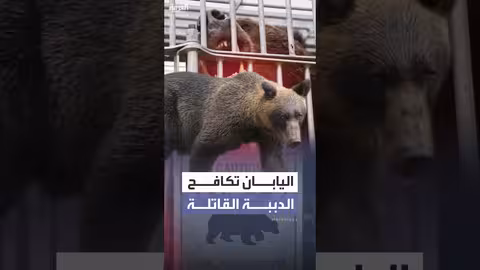 ارتفاع قتلى هجمات الدببة في اليابان إلى 13 شخصًا