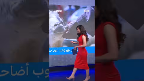 هروب الأضاحي في مصر: فيديوهات تنتشر على مواقع التواصل