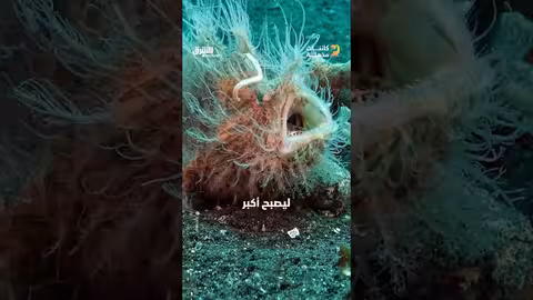 الضفدع المشعر: آليات صيد فريدة في المياه الاستوائية