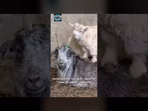 خروف صغير يقضم قرن خروف كبير